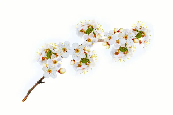 Kwitnąca Gałąź Wiśni Odizolowana Białym Tle Charakter — Zdjęcie stockowe