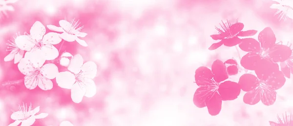 大自然 光芒四射的樱桃树色彩艳丽的春花 — 图库照片