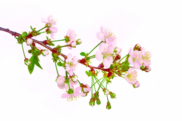 Blühender Kirschzweig Isoliert Auf Weißem Hintergrund Natur — Stockfoto