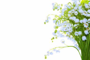 Beyaz arka planda vadi çiçeği zambağı. Doğa