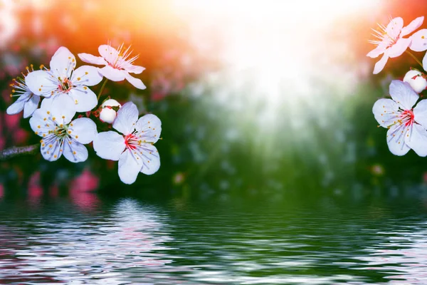 Natur Blühende Zweigkirsche Leuchtend Bunte Frühlingsblumen — Stockfoto