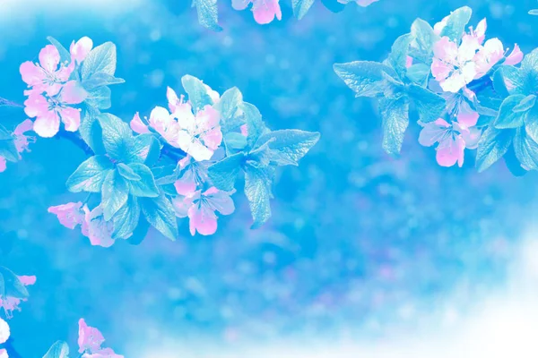 Φύση Ανθισμένο Κλαδί Κεράσι Έντονα Πολύχρωμα Ανοιξιάτικα Λουλούδια — Φωτογραφία Αρχείου