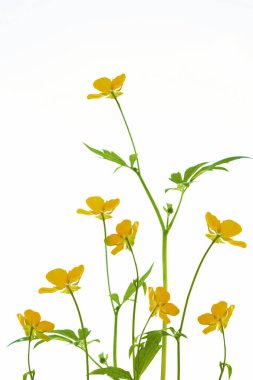 Beyaz arka planda izole edilmiş sarı kır çiçekleri çiçekleri. Çiçek Ranunculus acris