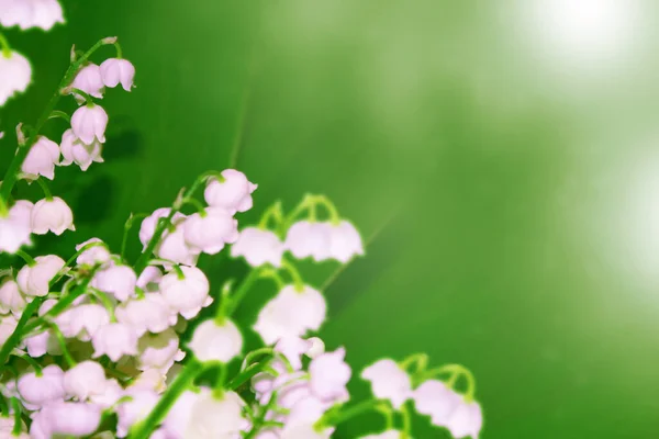Frühlingslandschaft Die Maiglöckchen Blühen Freien — Stockfoto