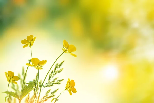 Letni Krajobraz Żółte Kwiaty Jaskry Kwiatowe Tło Koziorożec Zwyczajny — Zdjęcie stockowe