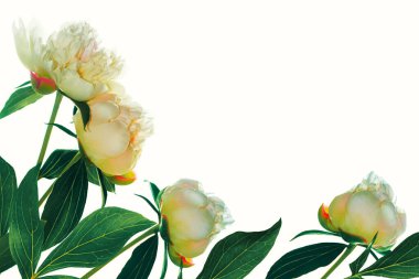 Beyaz arka planda izole edilmiş renkli parlak çiçek şakayığı. Doğa