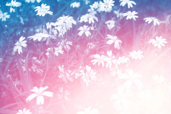 Desfocado Flores Margarida Brilhantes Brancas Contexto Paisagem Verão Flores Silvestres — Fotografia de Stock