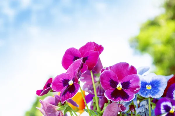 Closeup Colorful Pansy Flower Summer Landscape — Stock Photo, Image