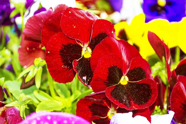 Closeup Colorful Pansy Flower Summer Landscape — Stock Photo, Image