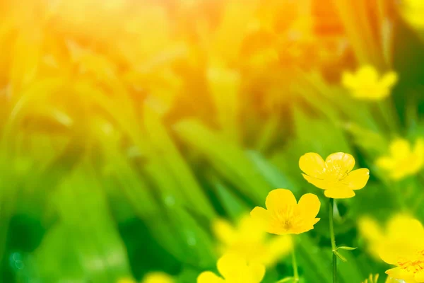 Leuchtend Gelbe Blumen Ranunkeln Auf Einem Hintergrund Sommer Landschaft — Stockfoto