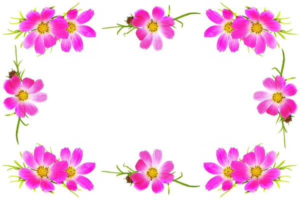 กรอบร ปดอกไม ดอกไม กรวาลท นสดใสแยกจากพ นหล ขาว ธรรมชาต — ภาพถ่ายสต็อก