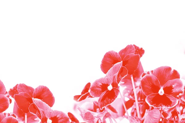 Gros Plan Fleur Pansy Colorée Paysage Été — Photo