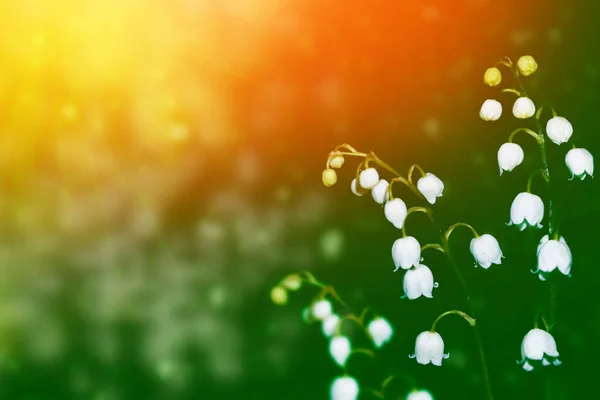 Voorjaarslandschap Bloemen Lelie Van Vallei Buiten — Stockfoto