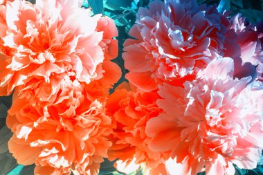 Yaz manzarasının arka planında renkli şakayık çiçekleri. Doğa