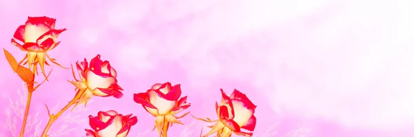Blühende Rosenblüten Vor Dem Hintergrund Einer Sommerlandschaft Natur — Stockfoto