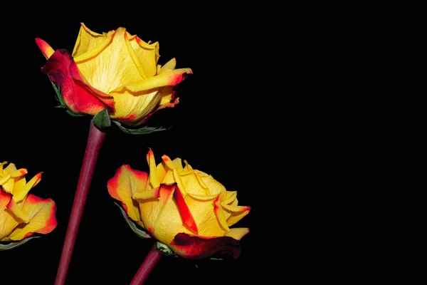 黑色背景上的花蕾玫瑰 — 图库照片
