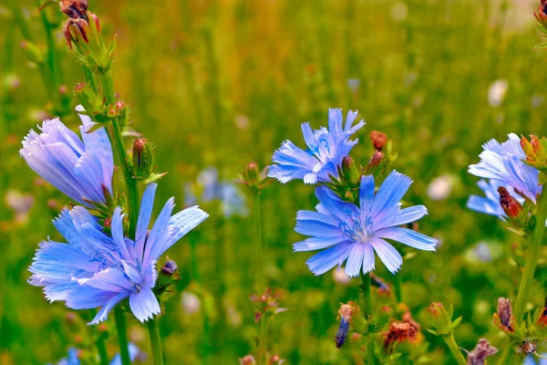 Luminosi Fiori Cicoria Sullo Sfondo Del Paesaggio Estivo Cichorium Intybus — Foto Stock