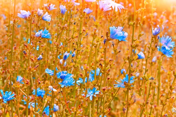 Leuchtende Chicorée Blüten Vor Dem Hintergrund Der Sommerlichen Landschaft Cichorium — Stockfoto
