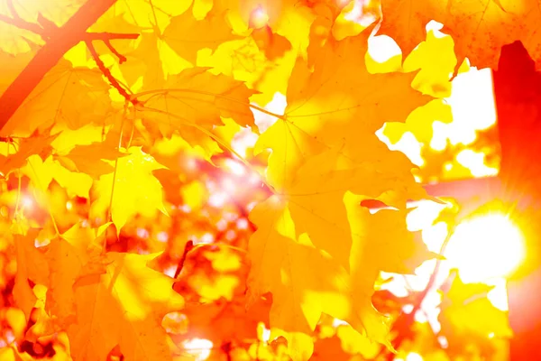 Autumn Landscape Bright Colorful Leaves Indian Summer Foliage — Stock Photo, Image