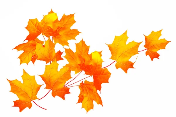 Jasně Podzimní Javorový List Bílém Pozadí Listoví Koncept Podzimu — Stock fotografie