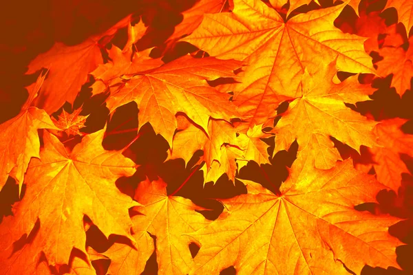 Herbstlandschaft Mit Leuchtend Bunten Blättern Altweibersommer Laub — Stockfoto