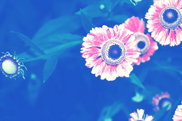 Doğa Renkli Parlak Çiçekler Yaz Manzarasının Arka Planında Kadife Çiçekleri — Stok fotoğraf