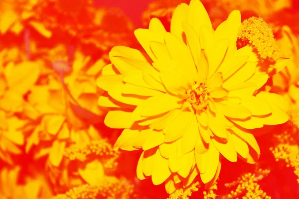 Kolorowe Kwiaty Dahlii Tle Letniego Krajobrazu Charakter — Zdjęcie stockowe