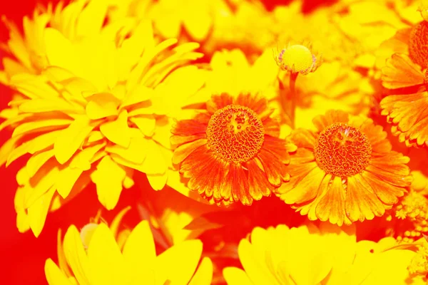 Flores Dália Coloridas Contexto Paisagem Verão Natureza — Fotografia de Stock