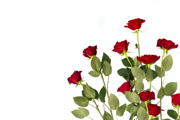 Pięć Czerwonych Róż Białym Tle Świąteczna Kartka Życzeniami — Zdjęcie stockowe