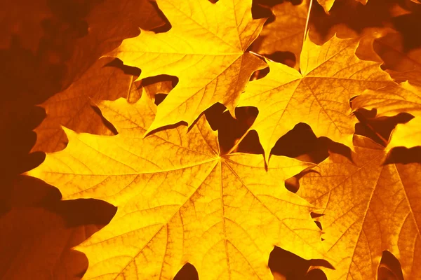 Verschwommen Herbstlandschaft Mit Leuchtend Bunten Blättern Altweibersommer Laub — Stockfoto