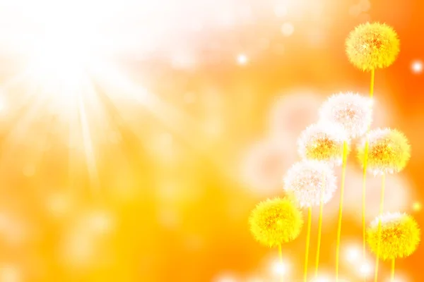 Fluffy Dandelion Flower Background Summer Landscape — Stock Photo, Image