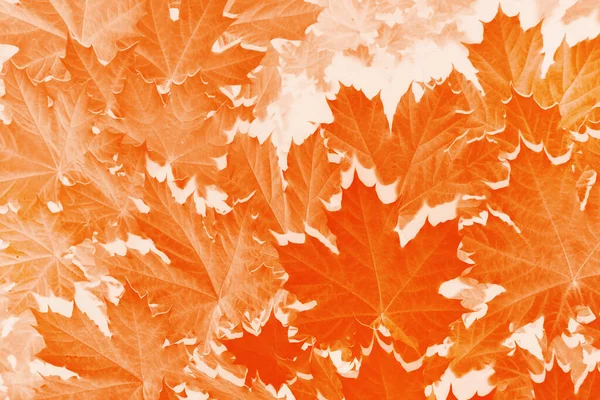 Кленовый Осенний Пейзаж Яркими Красочными Листьями Индийское Лето Листва — стоковое фото