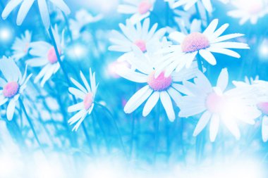 Bulanık. Yaz manzarasının arka planında beyaz parlak papatya çiçekleri. Açık havada kır çiçekleri