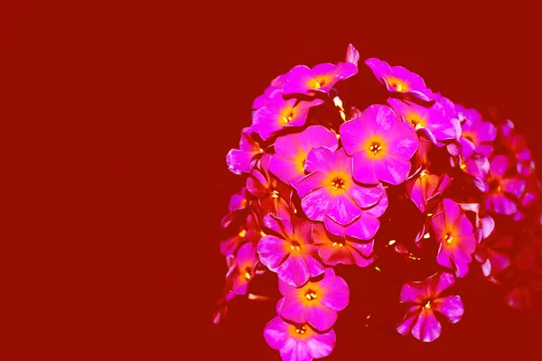 Flores Floxes Coloridas Sobre Fondo Del Paisaje Verano Naturaleza —  Fotos de Stock