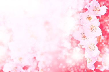 Beyaz yasemin. Dal narin bahar çiçekleri. Doğa