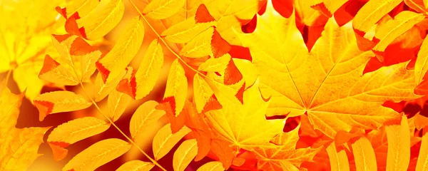 Herbstlandschaft Mit Leuchtend Bunten Blättern Altweibersommer Laub — Stockfoto