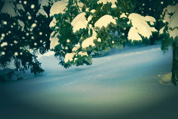าฤด หนาวแช มะปกคล นไม กลางแจ — ภาพถ่ายสต็อก