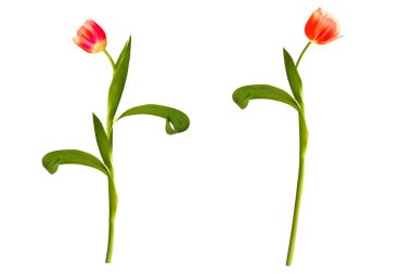 Tebrik kartı. Beyaz arka planda yalıtılmış bahar çiçekleri laleleri. Çiçek koleksiyonu. 