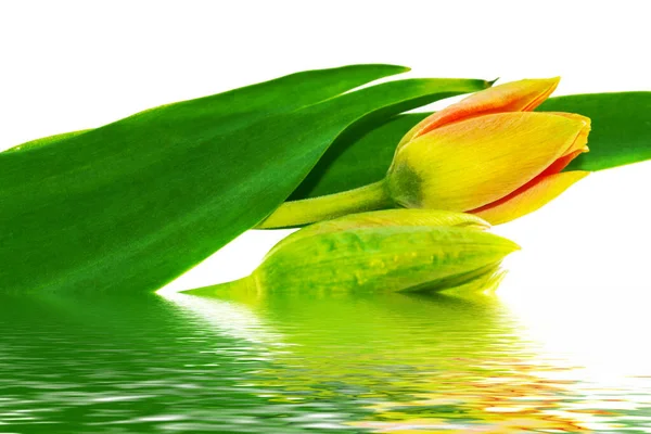 Tarjeta Felicitación Flores Primavera Tulipanes Aislados Sobre Fondo Blanco Colección — Foto de Stock