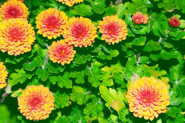 Selective Focus Colorful Chrysanthemum Flowers Background Autumn Landscape Meadow Blooming — Stock Photo, Image