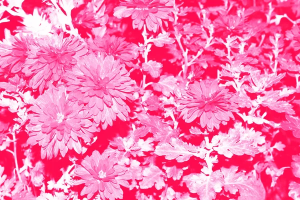 Selektiver Fokus Bunte Chrysanthemenblüten Vor Dem Hintergrund Der Herbstlichen Landschaft — Stockfoto