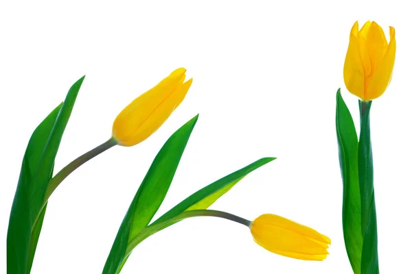 Wenskaart Lentebloemen Gele Tulpen Geïsoleerd Witte Achtergrond Bloemcollectie Set — Stockfoto
