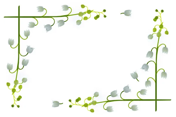 Лили Цветок Долины Белом Фоне Природа — стоковое фото
