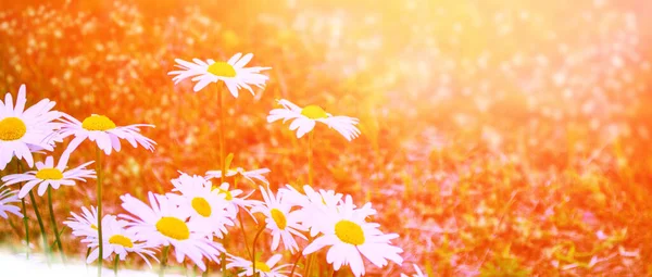 Hvide Lyse Daisy Blomster Baggrund Sommeren Landskab Vilde Blomster Udendørs - Stock-foto