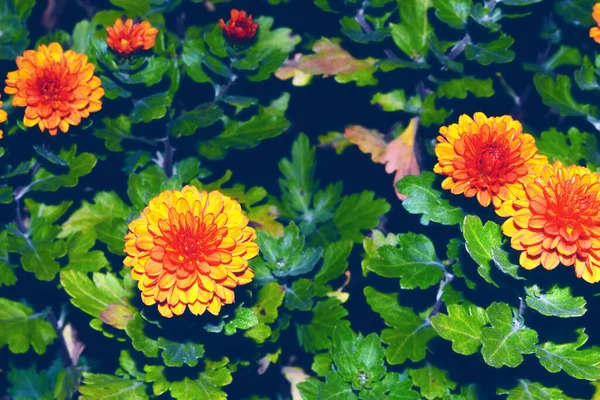 Coloridas Flores Dalia Sobre Fondo Del Paisaje Verano Naturaleza —  Fotos de Stock