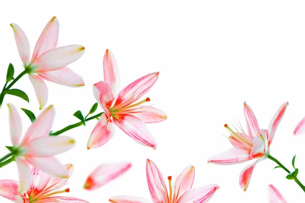 Beyaz Arka Planda Izole Edilmiş Parlak Zambak Çiçekleri Doğa — Stok fotoğraf