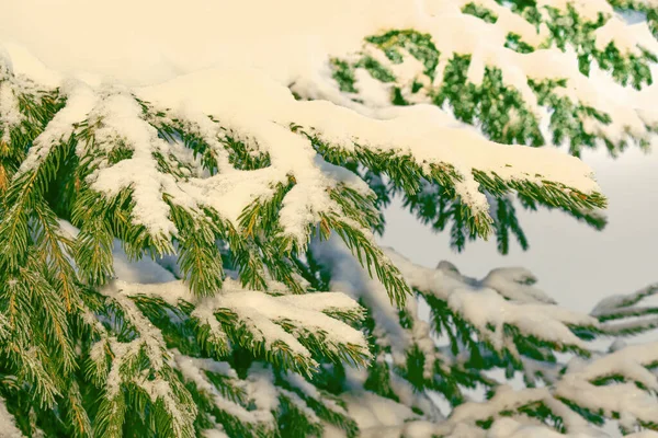 Frozen Winter Forest Snow Covered Trees Coniferous Spruce Branch Outdoor Royalty Free Stock Images