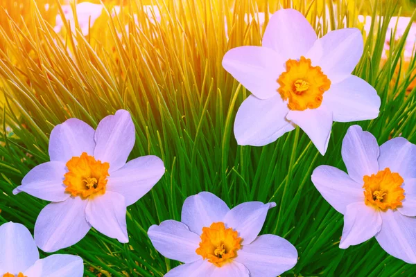 Heldere Kleurrijke Bloemen Van Narcissen Achtergrond Van Het Voorjaarslandschap — Stockfoto