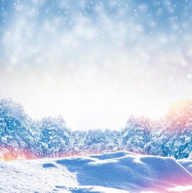 Karla kaplı ağaçlarla donmuş kış ormanı. Açık hava