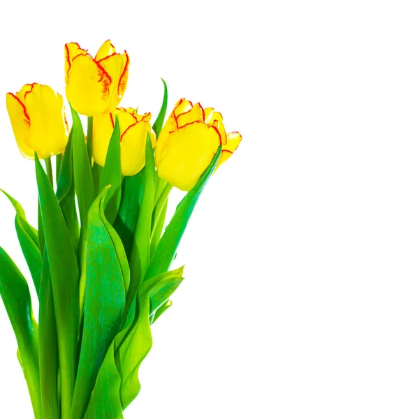 Tarjeta Felicitación Flores Primavera Tulipanes Amarillos Aislados Sobre Fondo Blanco — Foto de Stock